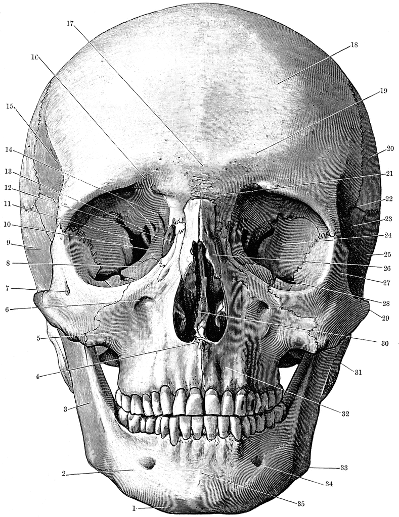 Front of the Skull | ClipArt ETC
