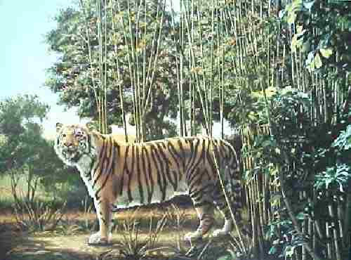 the hidden tiger