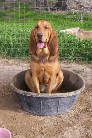 Craigslist Denver Free Pets