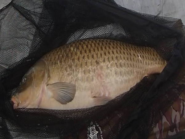 淡水で生活している魚はなぜ海水で生きられないのか 950