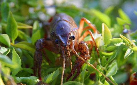 ザリガニの飼い方は初心者でも簡単 飼育に必要なもの 長生きの秘訣は
