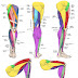Muscles Labeled Front And Back - Muscles of the Leg (quads) : Annual family camping trip leads to incest.