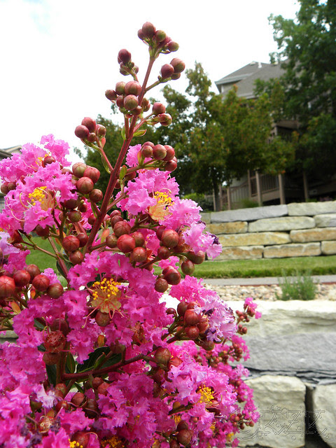 DSCN3920 Crape Myrtle