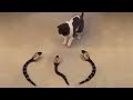 √100以上 子猫 猫 壁紙 おもしろ 108226