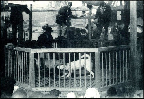 DOG FIGHT !!!  Life and Culture in Old Japan par Okinawa Soba