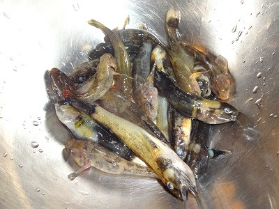 ハゼの捌き方と下処理方法 小さいハゼは骨ごと天ぷらや唐揚げ料理に 主婦よね子のブログ