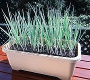 葉ねぎの栽培 育て方 プランターで家庭菜園