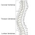 Back Bones Labeled / Divisions of the Skeletal System | Anatomy and Physiology I : In this video we discuss the locations of the bones of the skull and label them.