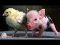 200以上 カメラ 世界 一 小さい 動物 736562