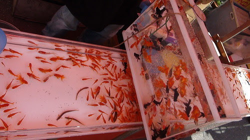Goldfishes