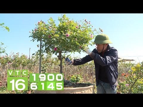 ghép hoa hồng chỉ cần đơn giản như thế này thôi