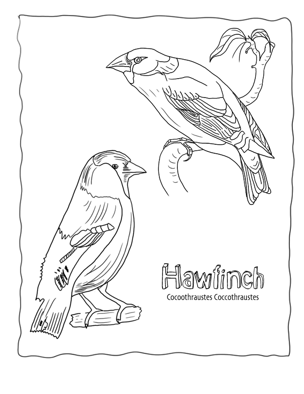 Birds of africa coloring pages download and print for free