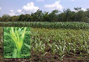 20+ Penting Bulai Pada Jagung