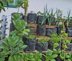 Masyarakat dihimbau manfaatkan pekarangan rumah Star 