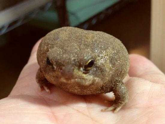 爬虫類 閲覧注意 なんだこの可愛い生物は フクラガエル がカワイイ Qlay