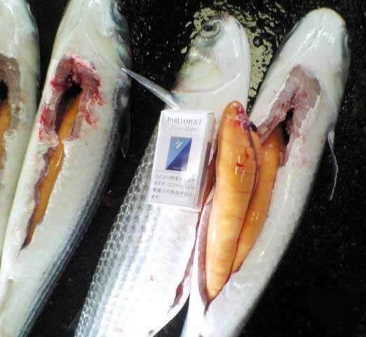 高知産 本からすみ 高級珍味です