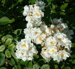roses