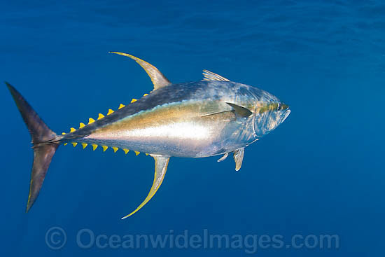 Tuna High Quality Photos Pictures And Images