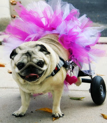 Pug in tutu!