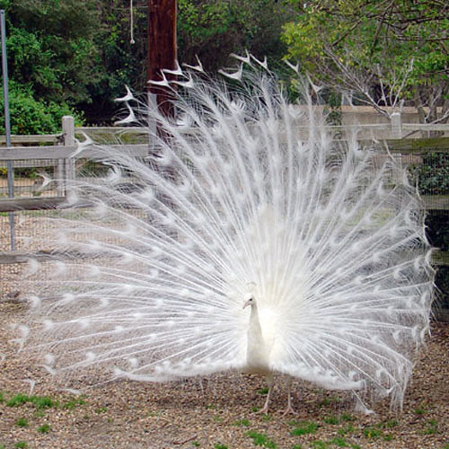 Animals, Digital Photography