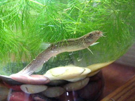 ドジョウの産卵はなし どじょう家族の日記 楽天ブログ