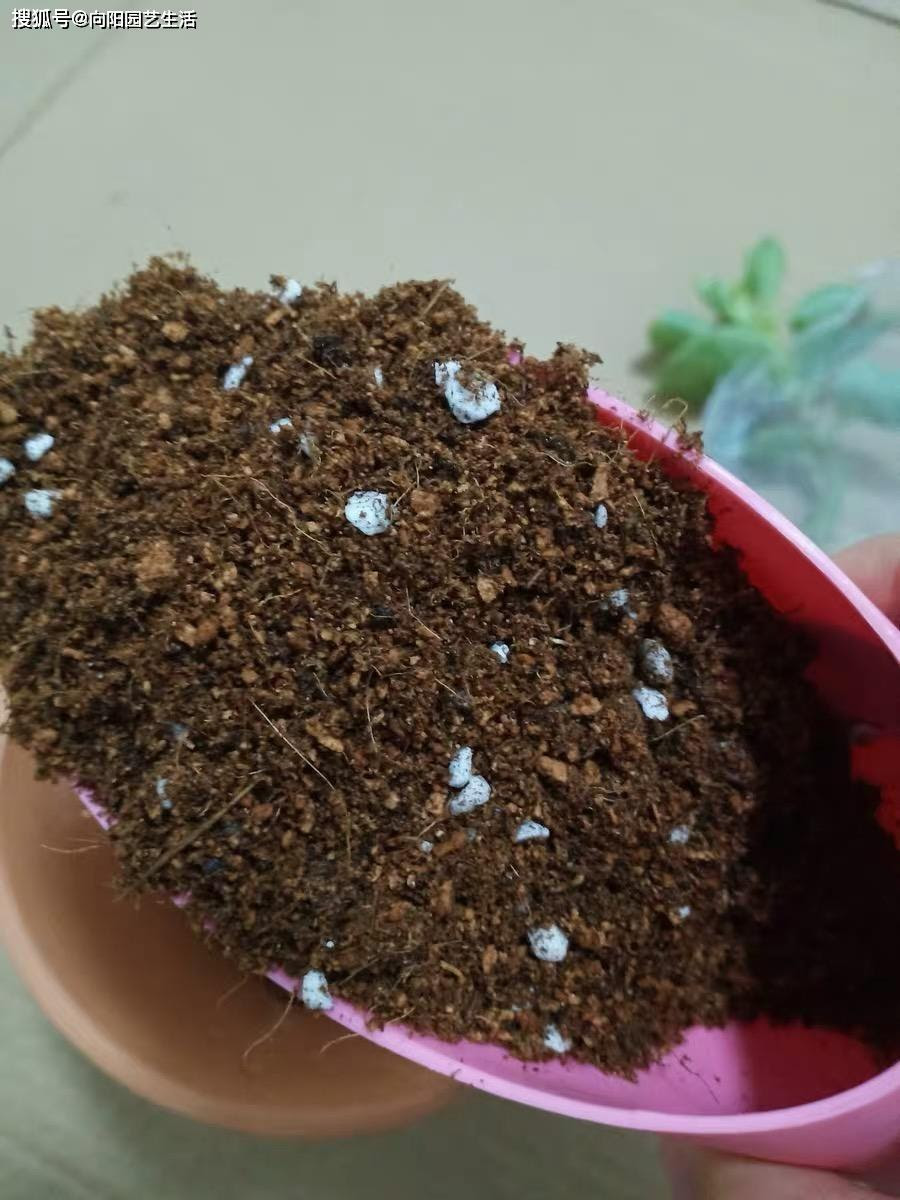 多肉配土 正确分辨泥炭土 了解软硬颗粒 自己搭配更省钱 搜狐新闻