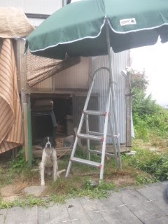 日除けの工夫 宮城県 犬猫里親探しの会 バトンタッチ