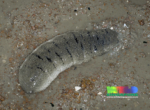 Sandfish sea cucumber (Holothuria scabra)