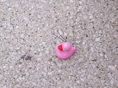 Abandoned duck with bobby pin