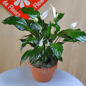 Plante toxique chat photo