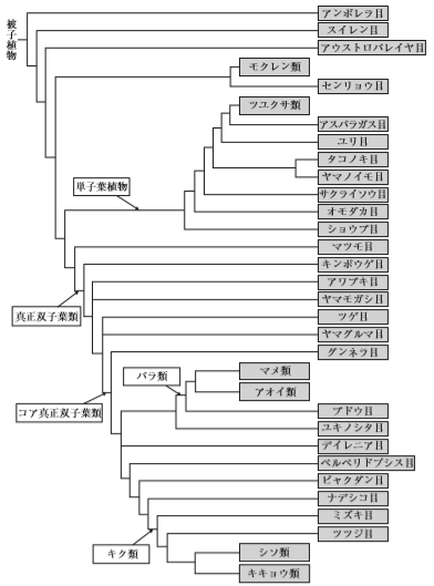 植物について 植物の分類