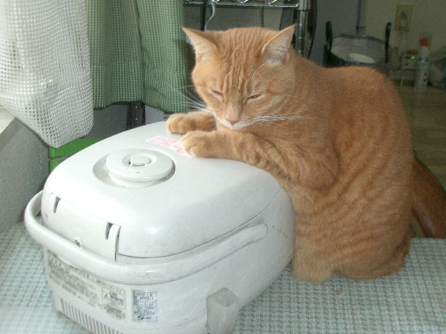 ホットカーペット買わなきゃな と思う猫の瞬間 8枚 ねこトピ