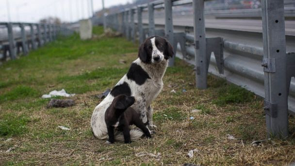 AP stray dogs sr 140131 16x9 608 Sochi Culling Stray Dogs Ahead of the Olympics
