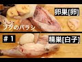 フグ オスメス 見分け方 516665-フグ オスメス 見分け方