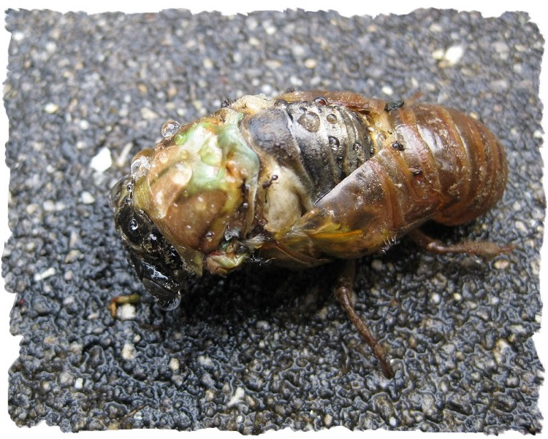 蝉 セミ になれなかった蝉の幼虫 羽化できず 月に昇るその日まで