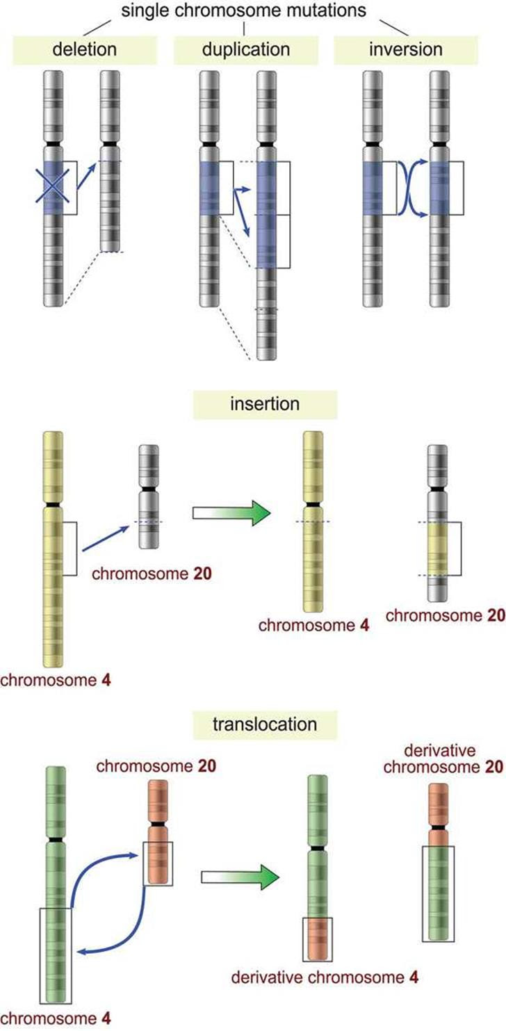 Changes in the Gene Pool and Evolution MCAT