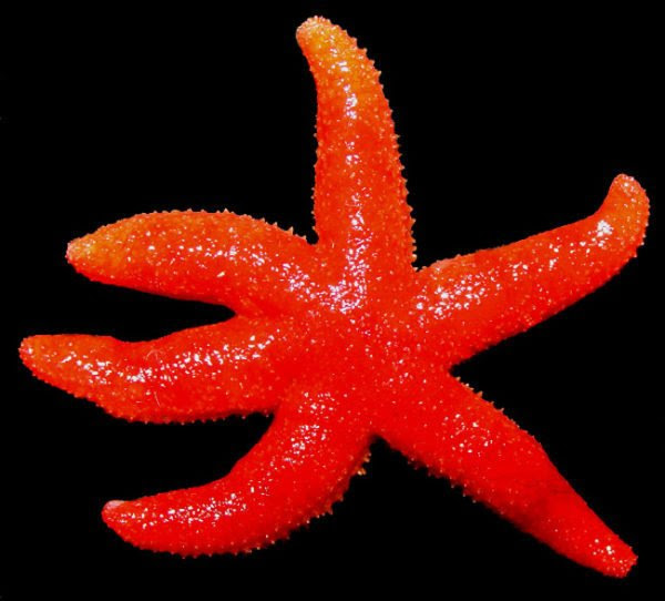 Típica do oceano polar ártico, estrelas marinhas rubras desta espécie foram encontradas no Mediterrâneo, ao largo do Líbano, pela ONG Oceana.