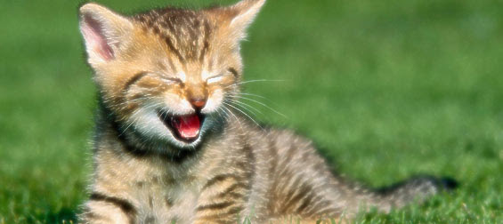 おしゃれ可愛い猫モチーフが色々 猫好きの人気ブランドまとめ レディースme