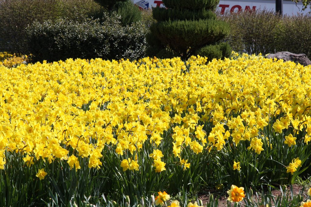 Spring Festivals | Visit CT