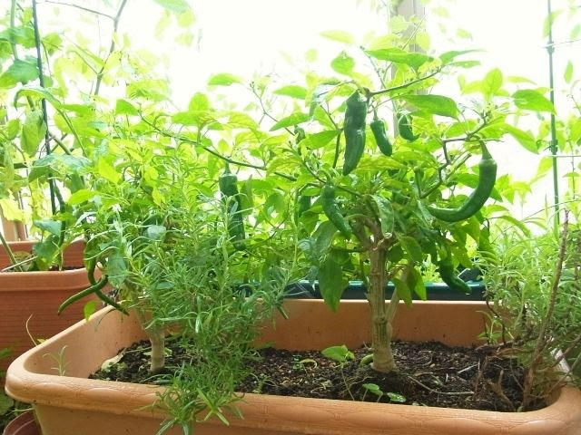 ひもとうがらしと万願寺唐辛子 続々と実る Kochan S ベランダ菜園blog マンションガーデニング 家庭菜園 仙台グルメ キャンペーン情報等