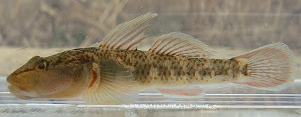 日本淡水魚 カワヨシノボリ