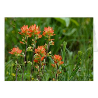 Indian Paintbrush Card