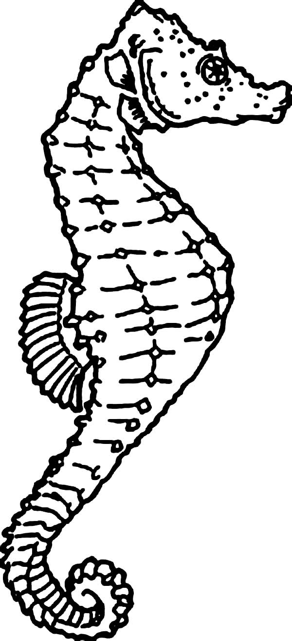Seahorse coloring page