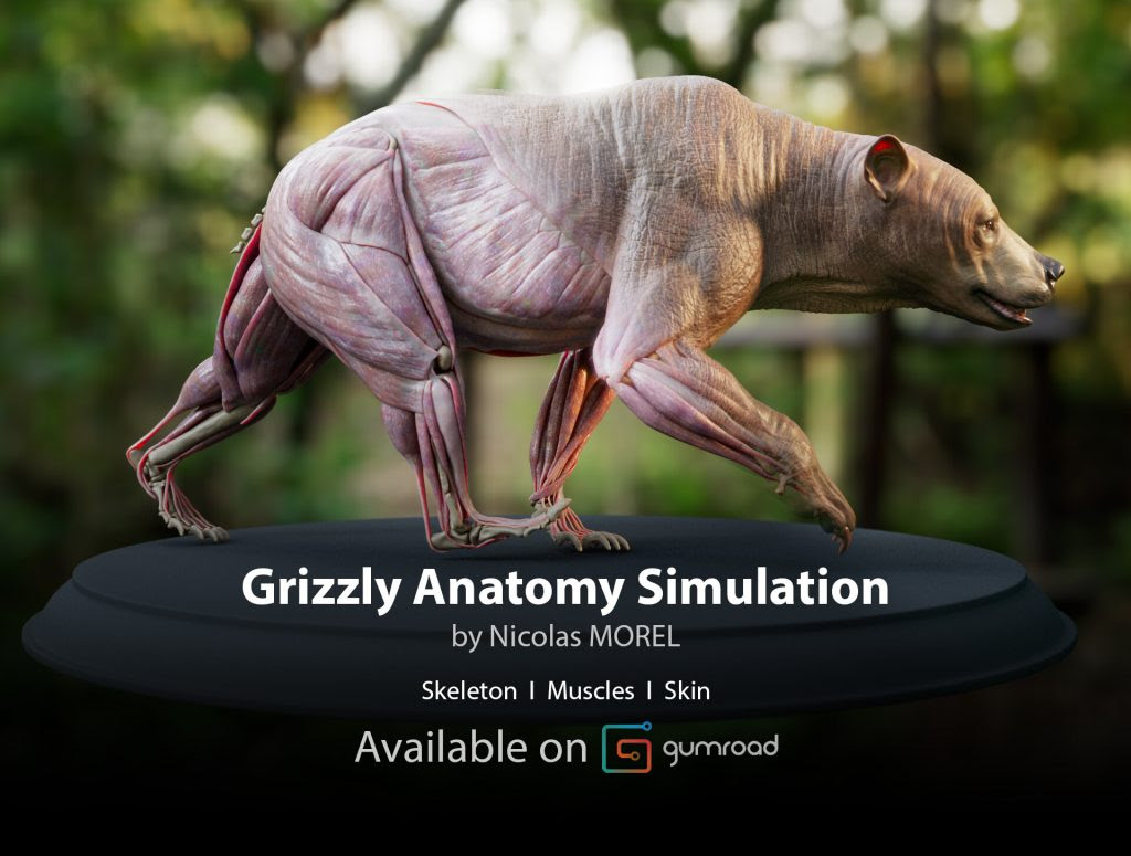 クマちゃんを作る グリズリーの完璧なアナトミー3dモデル Digital Grizzly Anatomy Atlas Cg Geeks
