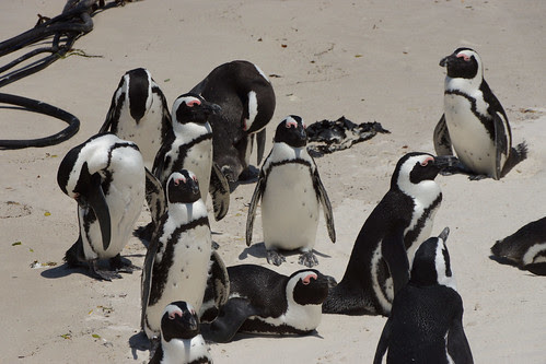 African Penguins at Boulders, South Africa