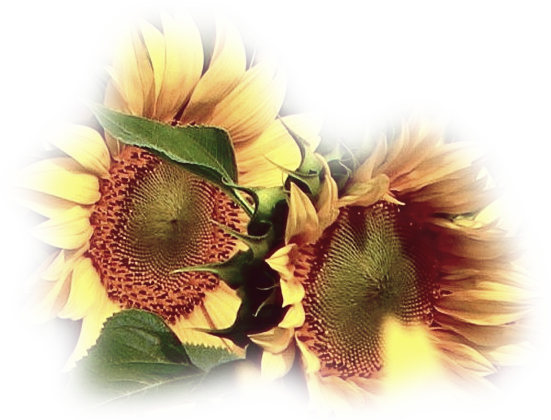 TUBE FLEURS 