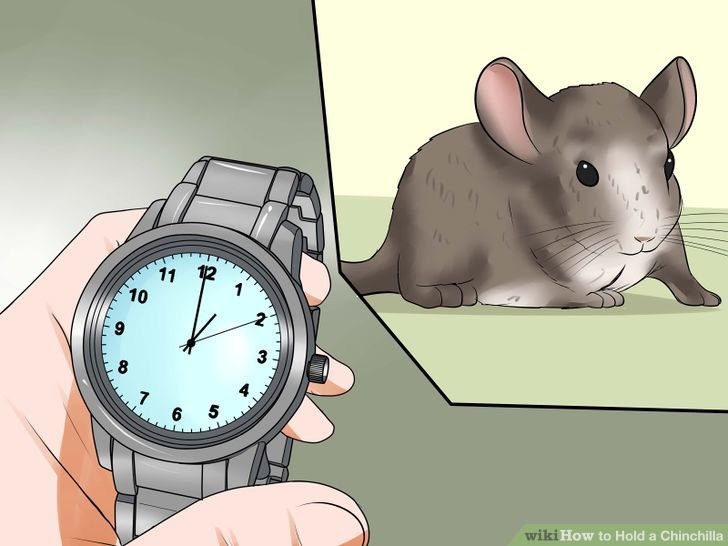 Hold a Chinchilla Step 1 Version 2.jpg