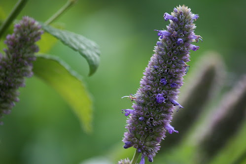 October hyssop flowers 2