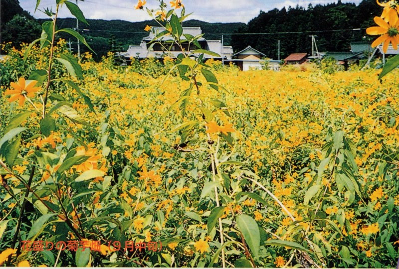 菊芋って何 菊芋 寒天 サプリメント およねさん本店