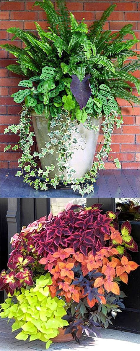 Learn how to select the best grow light to support your seedlings and houseplants and which models earn top marks from gardeners like yourself. A Gallery of Beautiful Container Garden Ideas